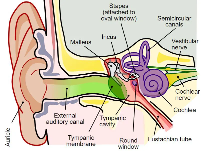 Graphic depicting the anatomy of the ear 